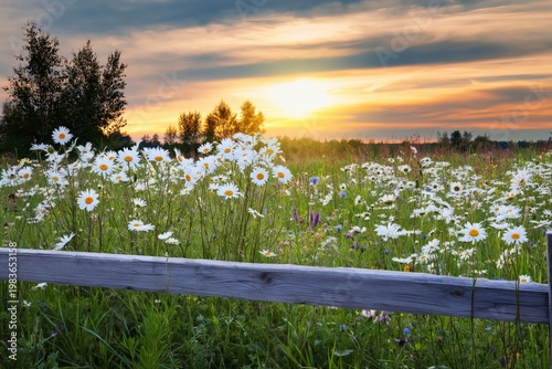 Sunset Over a Field of Flowers With Wooden Fence in the Foreground and Trees ...