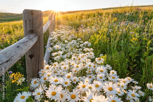 Flowers Grow Near a Wooden Fence in a Field During Sunset in Spring