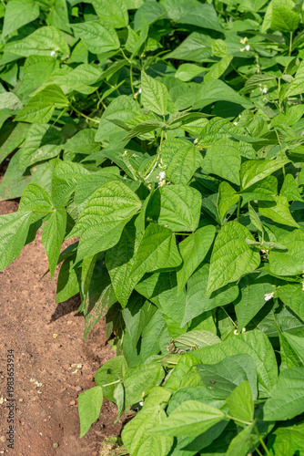 Young lush bean plants in the home garden.