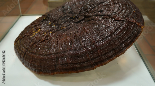 Ganoderma Lucidum - Ling Zhi Mushroom ,museum exhibit behind glass
