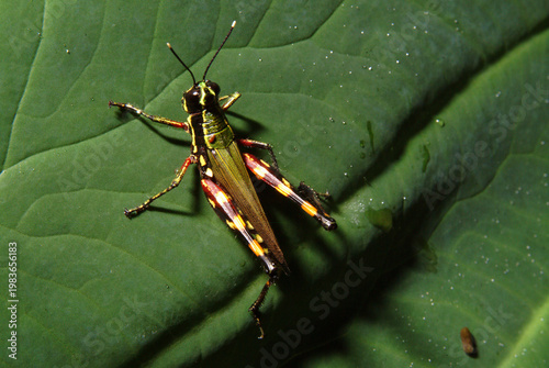 Colorful Amazon Grasshopper