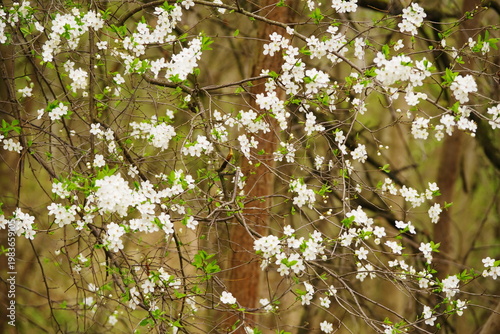 Poznań Cybina River Valley, protected nature area, spring view 1926