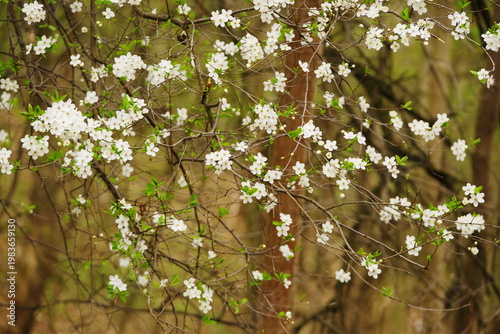 Poznań Cybina River Valley, protected nature area, spring view 1926
