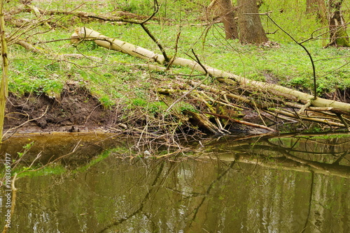Poznań Cybina River Valley, protected nature area, spring view 1926