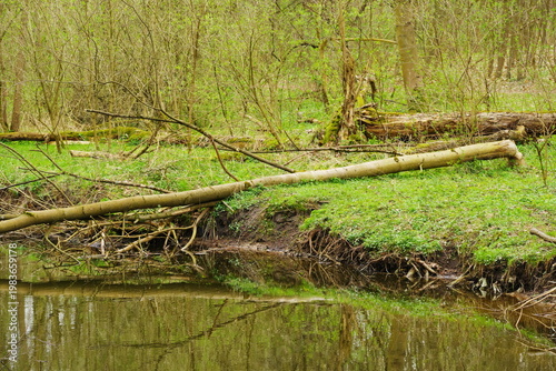Poznań Cybina River Valley, protected nature area, spring view 1926