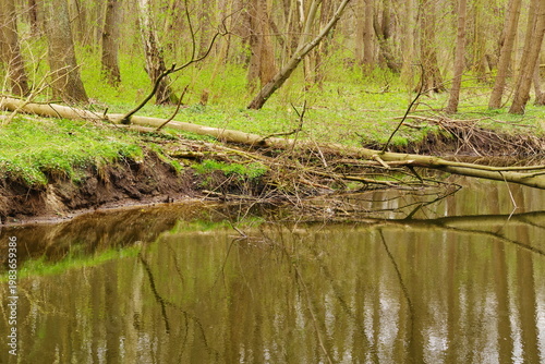 Poznań Cybina River Valley, protected nature area, spring view 1926