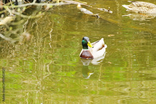 Poznań Cybina River Valley, protected nature area, spring view 1926