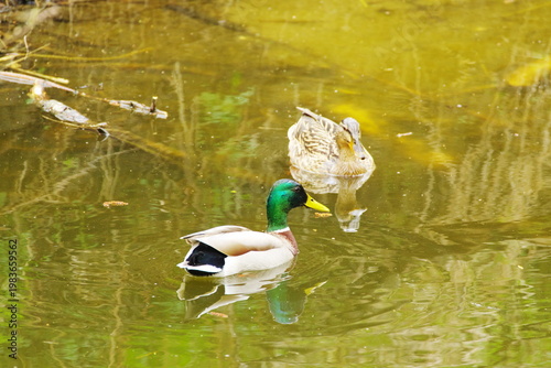Poznań Cybina River Valley, protected nature area, spring view 1926