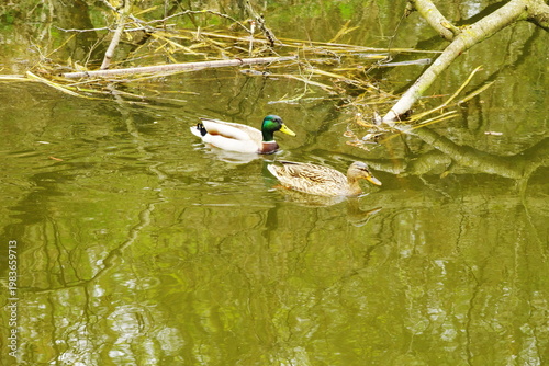 Poznań Cybina River Valley, protected nature area, spring view 1926