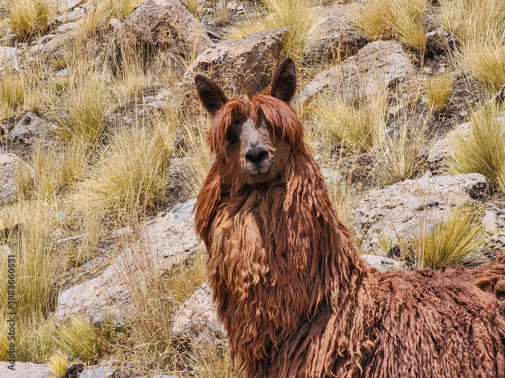 Fototapeta premium Breeding process of brown Suri alpacas for wool production