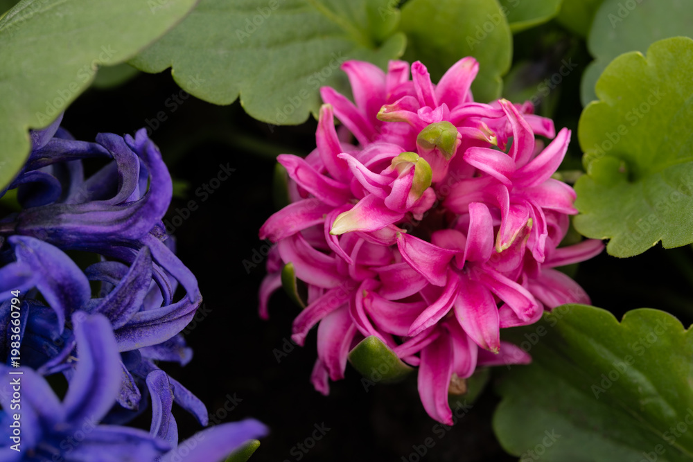 Fototapeta premium Macro close-up of pink hyacinth flower blooming in the garden with purple background