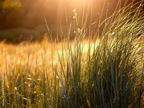 Silhouette of Grass at Sunset With Warm Colors in the Sky Near the Horizon
