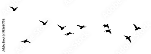 flock of birds isolated on transparent background