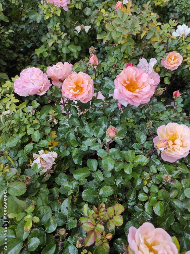 Fototapeta premium Lush bush of pink and apricot roses blooming in a summer garden