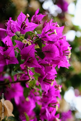 Fleur de bougainvillier au printemps dans une jardin du sud de la France