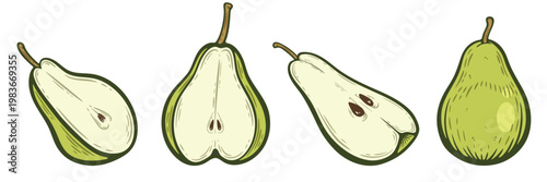 Assorted green pears with whole and sliced fruits, hand-drawn vector illustration, isolated, half, quarter, with stems and seeds collection, detailed clipart set for menu, packaging and grocery design