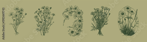 Chamomile flowers bouquet wild daisies botanical composition. Various arrangements with stems and blossoms in clusters. Illustrations for cosmetics and cards in hand drawn sketch style.