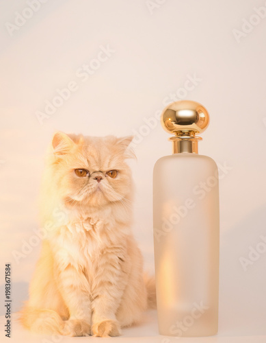 Fluffy cream Persian cat with frosted glass perfume bottle