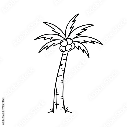 Palm Tree with coconuts