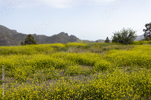 green field and yellow flowers