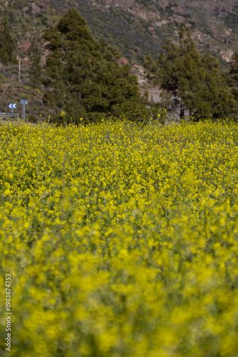 field of yellow flowers