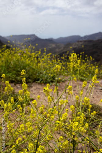 yellow flowers in the mountains