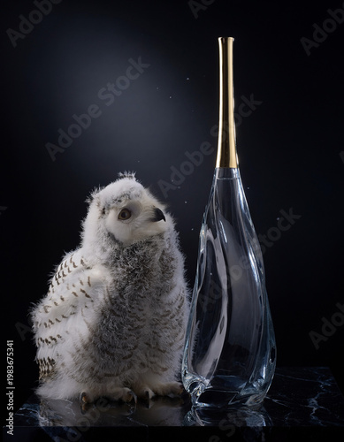 Fluffy baby snow owl beside elegant glass bottle