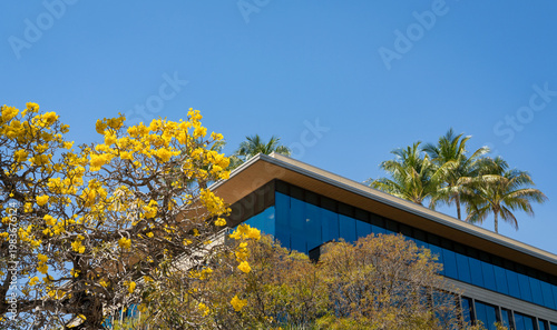 Modern tropical building with yellow flowering tree and palm trees against blue sky
