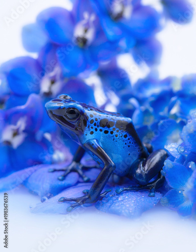 Tiny blue poison dart frog among vivid blue flowers