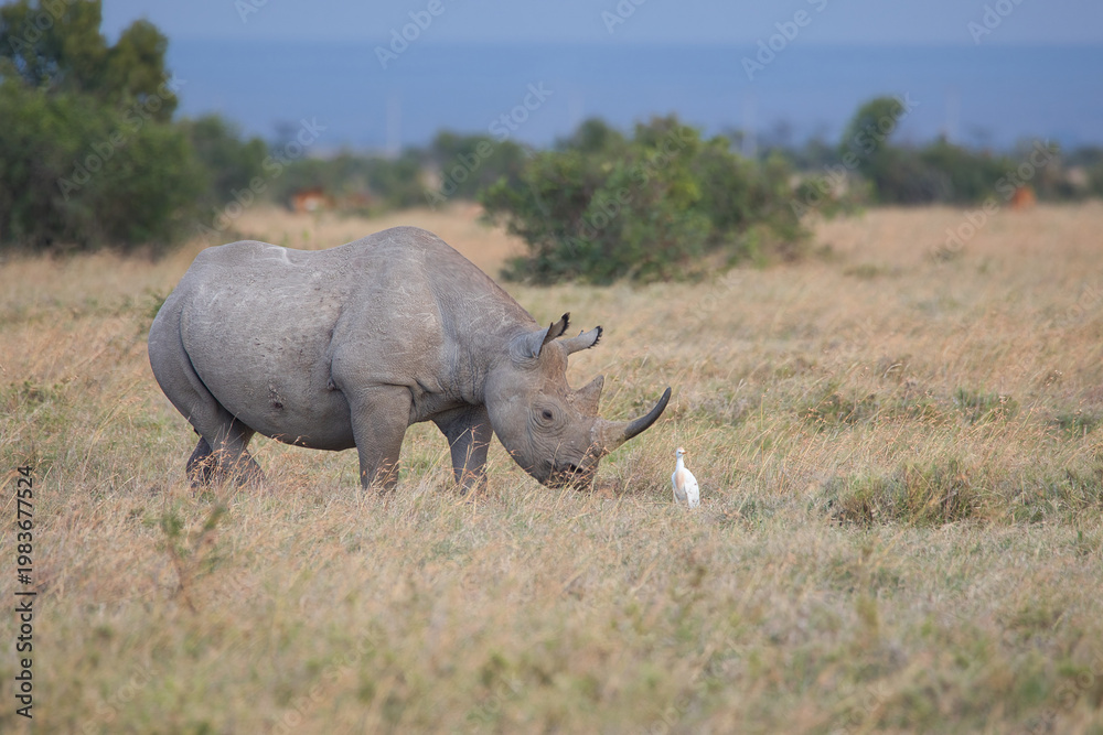 Obraz premium Southern white rhino, Ceratotherium simum simum, in the landscape of Ol Pejeta Conservancy in Kenya.