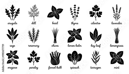 Herb and spice silhouette with arugula basil rosemary and mint