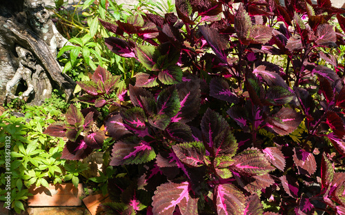 Coleus scutellarioides, commonly known as coleus. In Indonesia known as Miana rintik merah