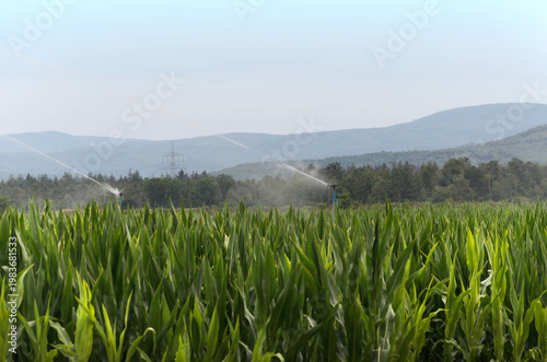 Agricultural Irrigation Sprinklers Watering Corn Field