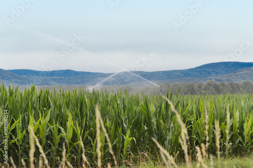 Irrigation of Corn Field Against Mountains