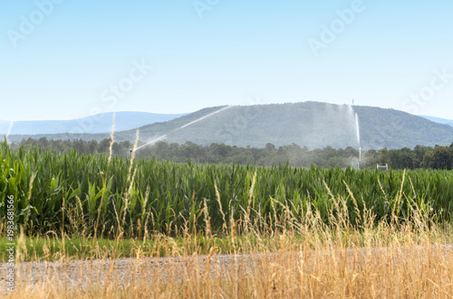 Agricultural Irrigation of Corn Field