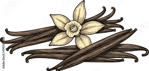 A detailed illustration of vanilla beans and a flower on transparent background