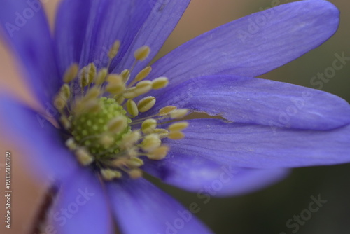 Fotografía This is my journey with macro photography