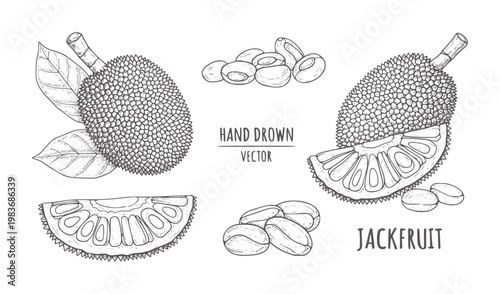 Hand drawn jackfruit whole sliced and seeds tropical