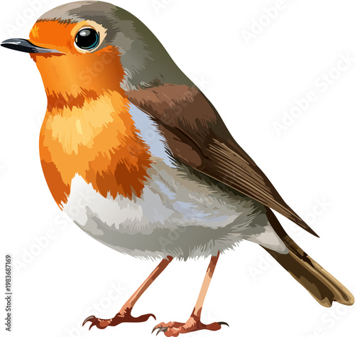 Realistic European Robin Bird Standing Full Body with Orange Breast