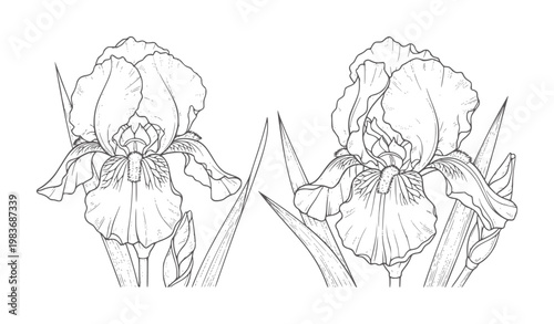 Two black and white line of iris flowers with leaves