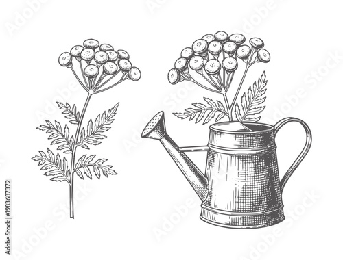Vintage botanical of dill plant and watering can