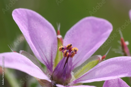 Cuadro en lienzo This is my journey with macro photography