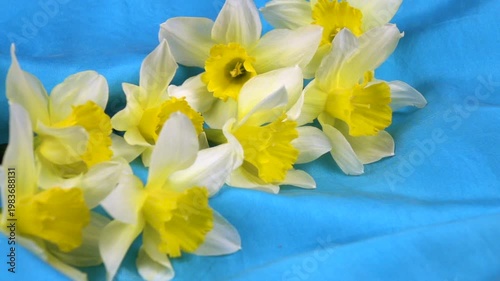 Bouquet of fresh yellow daffodils lie on a turquoise drapery fabric, background, floral arrangement, slow motion
