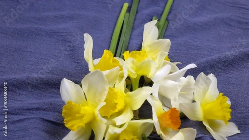 Bouquet of fresh yellow daffodils lie on a navy drapery fabric, background, floral arrangement, slow motion