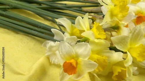 Bouquet of fresh yellow daffodils lie on a yellow fabric background, floral arrangement, slow motion
