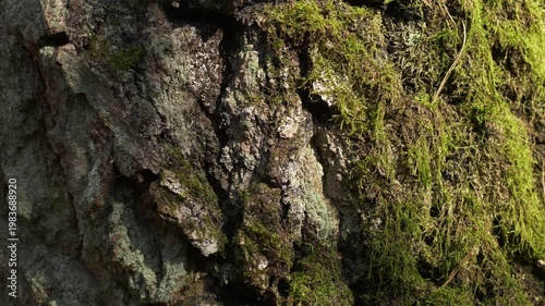 Moss covered old birch bark in close up with slow zoom in motion