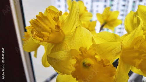 Yellow fresh daffodils are against a window, turning, side view, slow motion