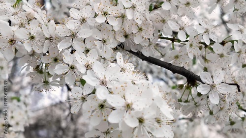 The wind sways the branches of a blossoming apricot tree, natural background