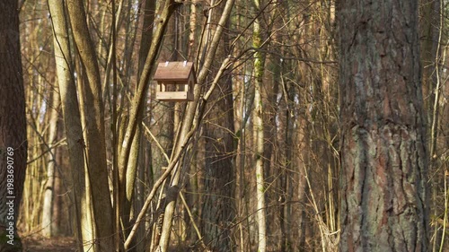 Wooden bird feeder hanging from branch in warm sunlit forest