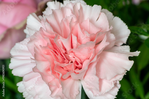 Close up of a pink carnation (dianthus caryophyllus) flower